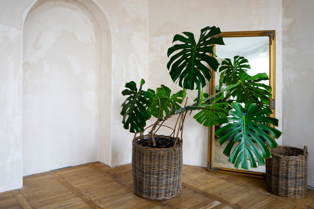 Tall indoor plants 